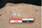 Foto (Detailansicht) von Araucaria sternbergii Goeppert (NHMW-GEO-2024-0188-8274)